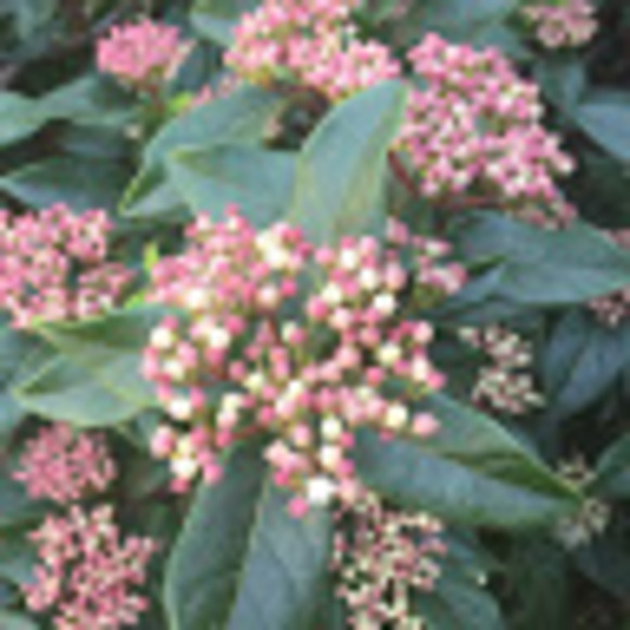 Meet your Posher, Christie - Picture 1 of 1